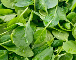 Spinach